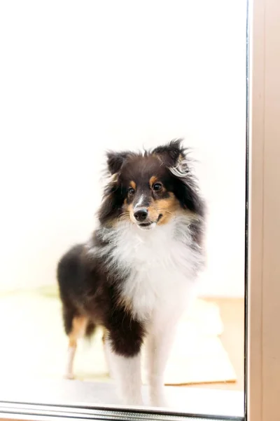 Dog outside the window, pet, black, sheltie puppy, animal and human