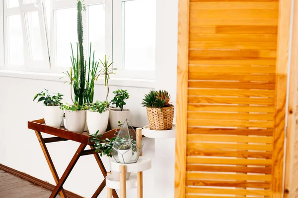 アパートやオフィスの造園室内植物花器照明 — ストック写真