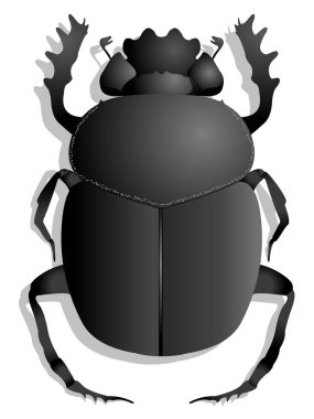 Scarab beyaz arka planda izole edildi 