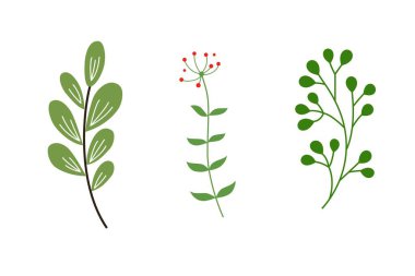 Yapraklı ve tohumlu dal izole edilmiş simge çizimi tasarımı .