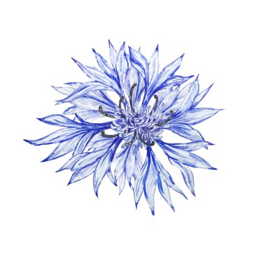 Suluboya botanik çizimler, mavi çiçek, beyaz arka planda izole edilmiş kır çiçekleri. Davetiyeler, kartlar, posterler, afişler için