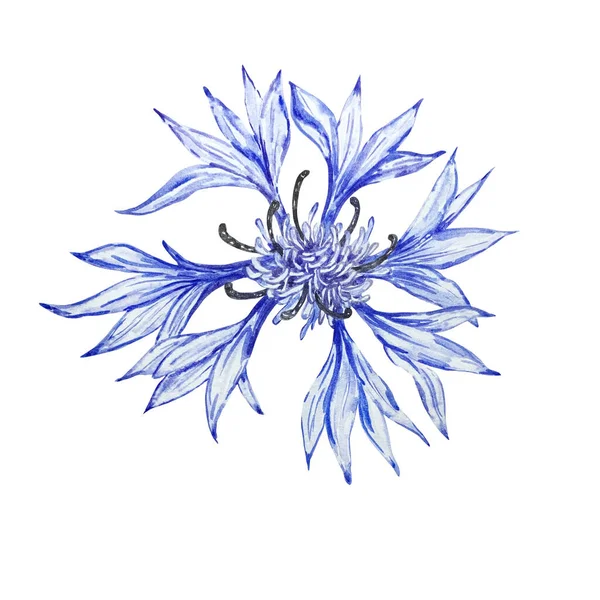Akvarell Botanikai Illusztráció Kék Búzavirág Rusztikus Vadvirágok Elszigetelt Fehér Háttér — Stock Fotó