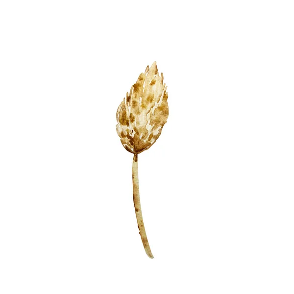 Акварель Сухі Трави Ручна Розписана Ботанічна Ілюстрація Натуральний Єкт Ізольований — стокове фото