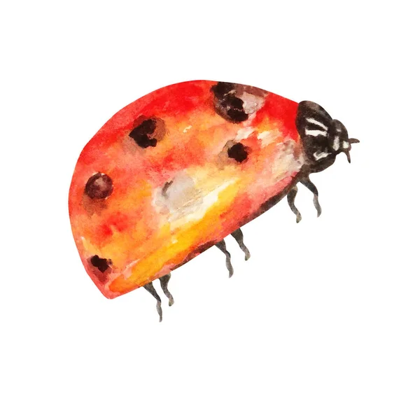 白い背景に赤い斑点のテントウムシが単離された 手描き水彩昆虫イラスト — ストック写真