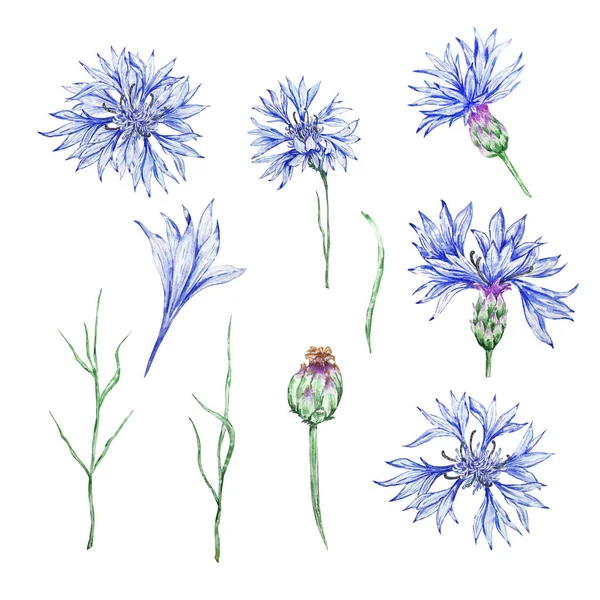 Illustration Botanique Aquarelle Ensemble Bleuets Bleus Fleurs Rustiques Sauvages Isolées — Photo