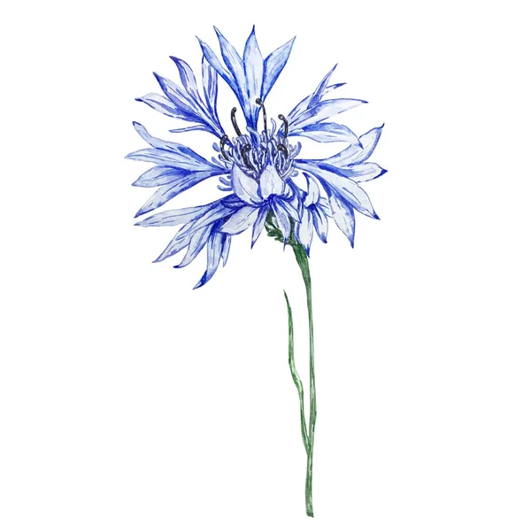 Aquarel Botanische Illustratie Blauwe Korenbloemen Rustieke Wilde Bloemen Geïsoleerd Witte — Stockfoto