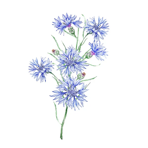 Bouquet Wildflowers Cornflowers Delicately Blooming Cornflower Cornflower Blue Watercolor Background — Stock Photo, Image