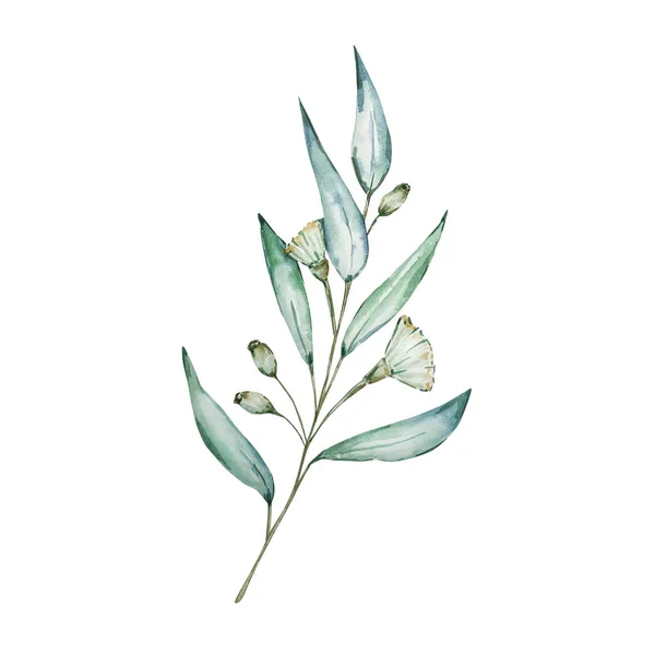 Akwarela Eukaliptusowa Gałąź Długimi Liśćmi Kwiatami Ręcznie Malowane Dziecięce Eukaliptusy — Zdjęcie stockowe