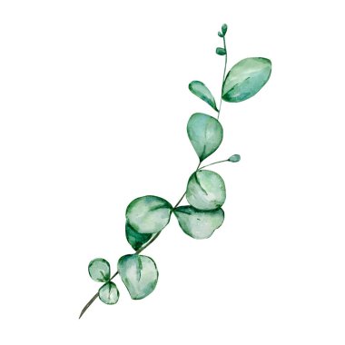 Okaliptüs suluboya yapraklar ve dallar. Elle boyanmış bebek okaliptüs ve gümüş dolar elementleri. Beyaz arka planda izole edilmiş çiçek illüstrasyonu. Tasarım, tekstil ve arkaplan için.