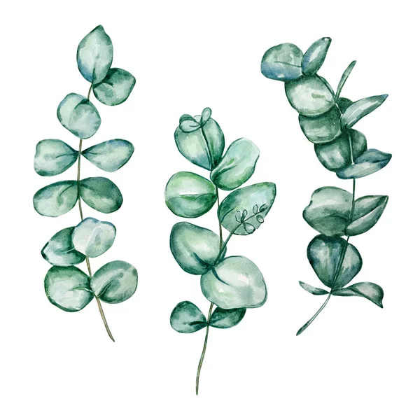 Set Aus Verschiedenen Eukalyptus Aquarellen Mit Runden Blättern Und Zweigen — Stockfoto