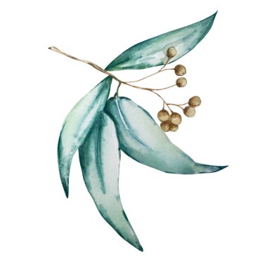 Uzun mavi yapraklı suluboya okaliptüs dalı. Elle boyanmış bebek okaliptüs ve gümüş dolarlık eşyalar. Beyaz arka planda izole edilmiş çiçek illüstrasyonu. Tasarım, tekstil ve arkaplan için