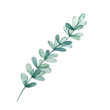 Küçük mavi yapraklı suluboya okaliptüs dalı. Elle boyanmış bebek okaliptüs ve gümüş dolarlık eşyalar. Beyaz arka planda izole edilmiş çiçek illüstrasyonu. Tasarım, tekstil ve arkaplan için