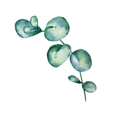 Okaliptüs suluboya yapraklar ve dallar. Elle boyanmış bebek okaliptüs ve gümüş dolar elementleri. Beyaz arka planda izole edilmiş çiçek illüstrasyonu. Tasarım, tekstil ve arkaplan için.