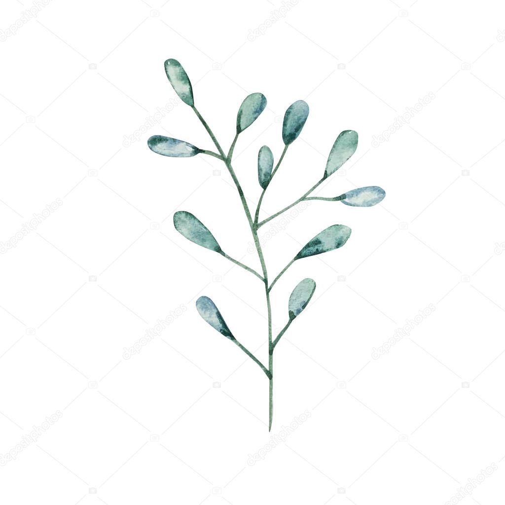 Watercolor eucalyptus branch with small leaves. Hand painted baby eucalyptus and silver dollar items. Floral illustration isolated on white background. For design, textile and background