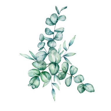 Suluboya okaliptüs buketi. El yapımı okaliptüs dalları ve beyaz arka planda izole edilmiş yapraklar. Tasarım, baskı, kumaş veya arkaplan için çiçek çizimi.