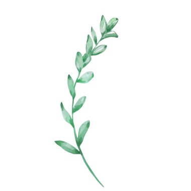 Beyaz arka planda yeşil küçük yapraklı suluboya dalları. Kartpostal, etiket, tekstil, ambalaj için yaratıcı tasarım