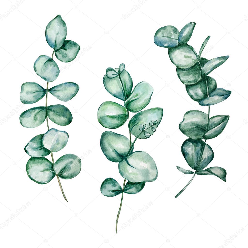 Set of different watercolor eucalyptus round leaves and branches. Hand painted baby eucalyptus and silver dollar items. Floral illustration isolated on white background. For design, textile and background.