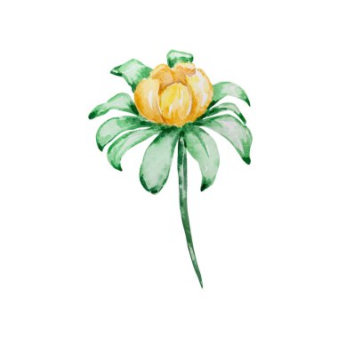 İlkbahar suluboya çizimi. Bir suluboya sarı çiçek dalı. Botanik çizimler, çiçekler. Beyaz bir arkaplanda izole edilmiş.