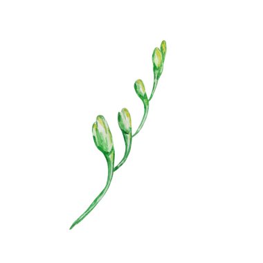 İlkbahar suluboya çizimi. Bir suluboya sarı çiçek dalı. Botanik çizimler, çiçekler. Beyaz bir arkaplanda izole edilmiş.