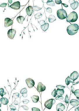 Suluboya okaliptüs çerçevesi. Gümüş dolar okaliptüs dalları ve beyaz üzerine izole bahar yeşilliği ile el boyaması çiçek çerçevesi