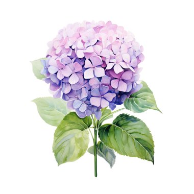 Yapraklı suluboya mor ortanca dalı, çiçek çizimi.