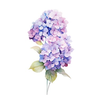 Yapraklı suluboya mor ortanca dalı, çiçek çizimi.