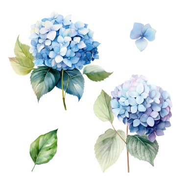 Yapraklı mavi ortanca dalından bir suluboya seti, çiçek çizimi