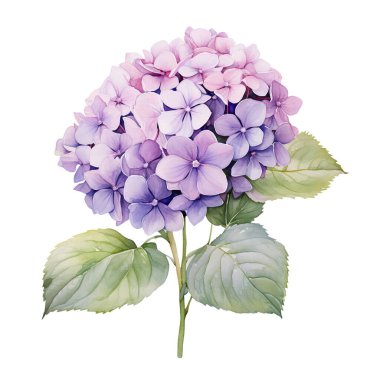 Yapraklı suluboya mor ortanca dalı, çiçek çizimi.