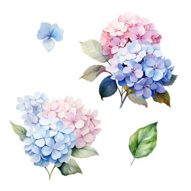 Yapraklı pembe ve mavi ortanca dallı suluboya set, çiçek illüstrasyonu