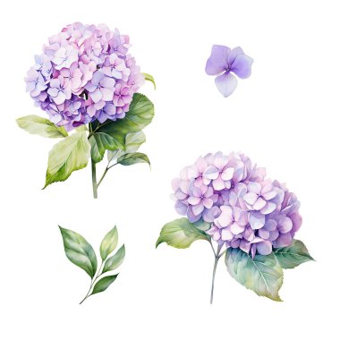 Yapraklı mor ortanca dalından bir suluboya seti, çiçek çizimi