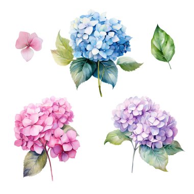 Pembe, mavi ve mor ortanca dallı suluboya seti yapraklı, çiçek resimli