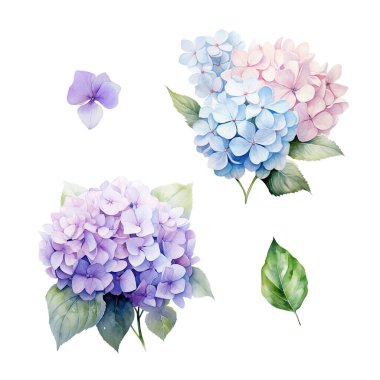 Mavi ve mor ortanca dallı suluboya seti yapraklı, çiçek resimli