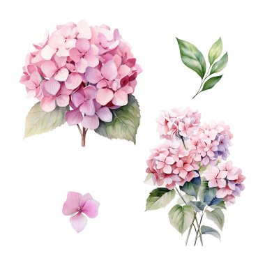 Yapraklı pembe ortanca dalının suluboya seti, çiçek çizimi