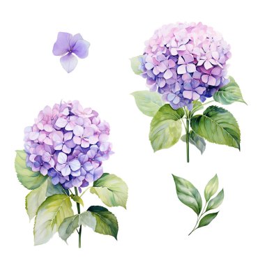 Yapraklı mor ortanca dalından bir suluboya seti, çiçek çizimi