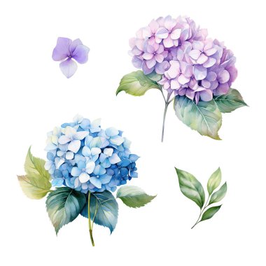 Mavi ve mor ortanca dallı suluboya seti yapraklı, çiçek resimli