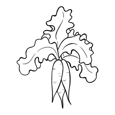 Üç havuç, sanat tarzında sebze çizimi, karalama..