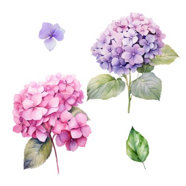 Yapraklı pembe ve mor ortanca dallı suluboya set, çiçek illüstrasyonu