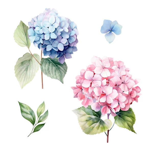 Yapraklı pembe ve mavi ortanca dallı suluboya set, çiçek illüstrasyonu