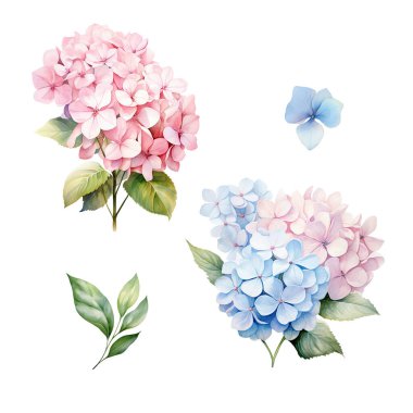 Yapraklı pembe ve mavi ortanca dallı suluboya set, çiçek illüstrasyonu