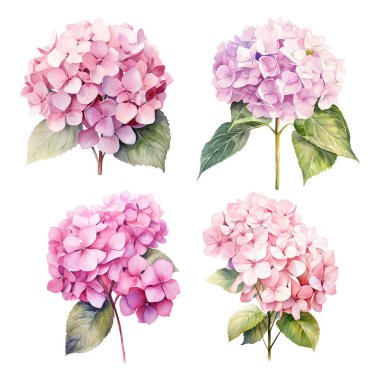 Yapraklı pembe ortanca dalının suluboya seti, çiçek çizimi