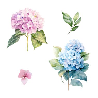 Yapraklı pembe ve mavi ortanca dallı suluboya set, çiçek illüstrasyonu