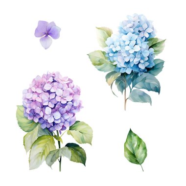 Mavi ve mor ortanca dallı suluboya seti yapraklı, çiçek resimli