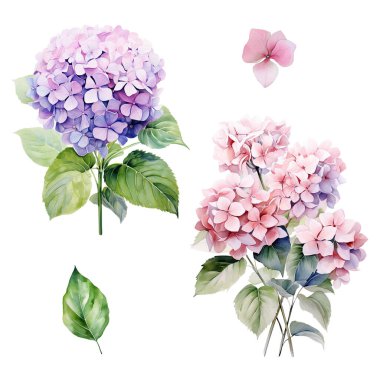 Yapraklı pembe ve mor ortanca dallı suluboya set, çiçek illüstrasyonu