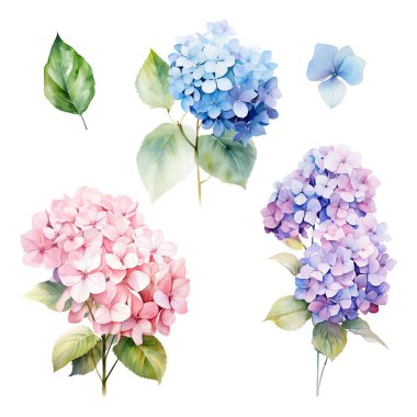 Pembe, mavi ve mor ortanca dallı suluboya seti yapraklı, çiçek resimli