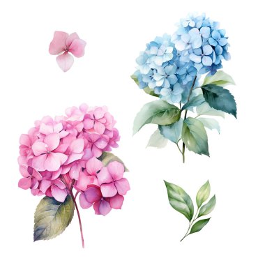 Yapraklı pembe ve mavi ortanca dallı suluboya set, çiçek illüstrasyonu