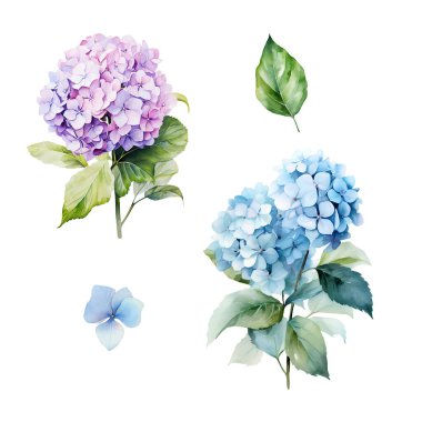 Mavi ve mor ortanca dallı suluboya seti yapraklı, çiçek resimli