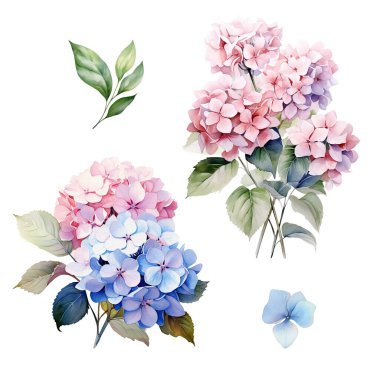 Yapraklı pembe ve mavi ortanca dallı suluboya set, çiçek illüstrasyonu