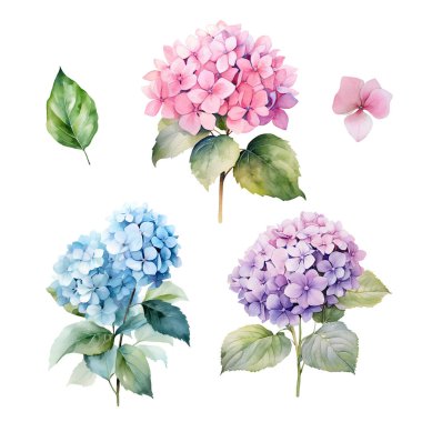 Pembe, mavi ve mor ortanca dallı suluboya seti yapraklı, çiçek resimli