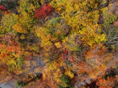 Beyaz Dağ Ulusal Ormanı 'nda yaprakları dökülmüş renkli bir ağaç Franconia Notch State Park yakınlarında, New Hampshire NH, ABD.