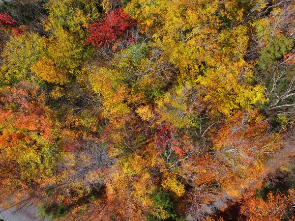 Colorful tree with fall foliage top view in White Mountain National Forest fall foliage near Franconia Notch State Park, Town of Lincoln, New Hampshire NH, USA.
